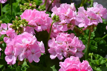 Background of vivid pink Pelargonium flowers (commonly known as geraniums, pelargoniums or storksbills) and fresh green leaves in a garden pot, beautiful outdoor floral background