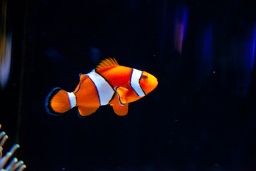 Bright orange clown fish in aquarium