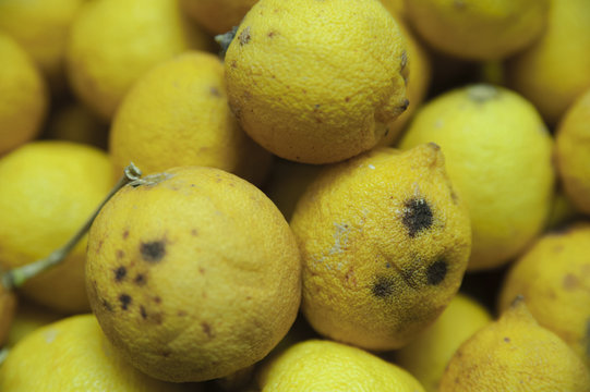 limoni acerbi tenuti in casa