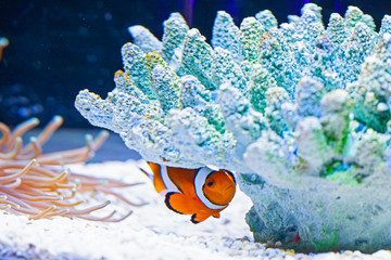 Bright orange clown fish in aquarium