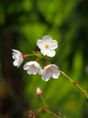 Obraz premium 開花したソメイヨシノ