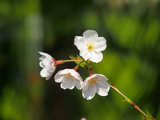 開花したソメイヨシノ