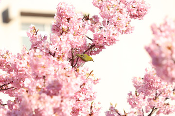 メジロ　宇都宮城址公園