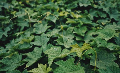 green leaves in water