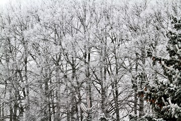 Verschneite Baumallee