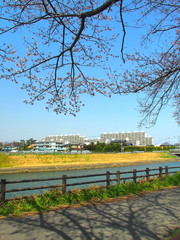 咲き始めた桜と郊外の放水路風景