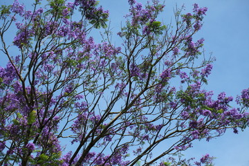 purple with violet flamboyant flowers