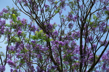 purple with violet flamboyant flowers