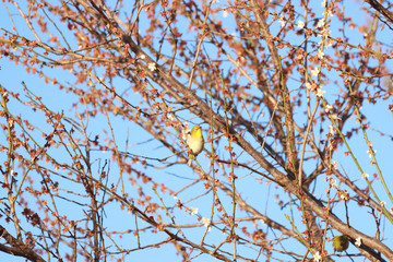 メジロ　宇都宮城址公園