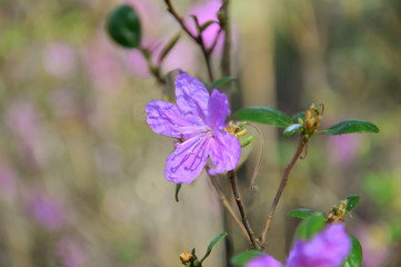 Lilac flower of Rhododendron Daursky (lat.Rhododendron dauricum) on a branch. Scenery. The popular name of the plant is “Ledum”