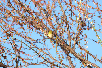 メジロ　宇都宮城址公園