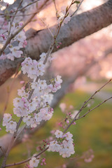 母子島遊水地の桜