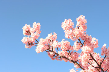 河津桜　宇都宮城址公園