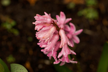 Pink flowers on the spring time © pokrza