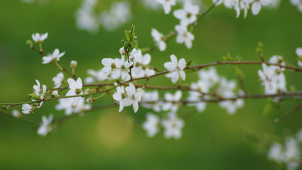 Die ersten Blüten versprechen den Frühling