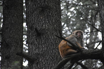 Manali Nature Photography 