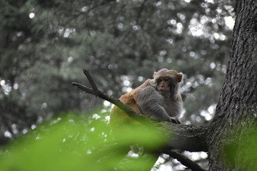 Manali Nature Photography 