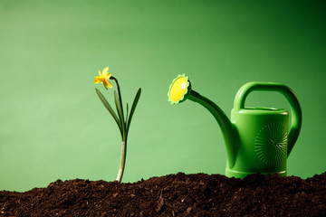 Background of spring flowers for card for the holiday, spring flowers daffodils Easter Decoration