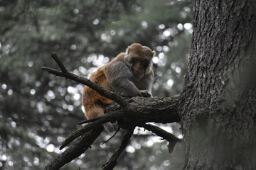 Manali Nature Photography 