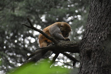Manali Nature Photography 