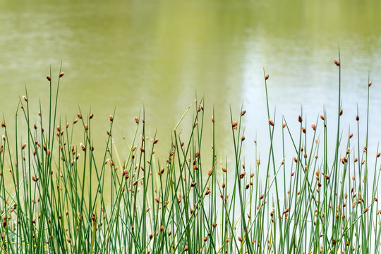 Closeup Schoenoplectus tabernaemontani commonly known as name Scirpus validus