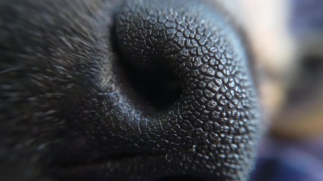 Very close with a big dog nose funny