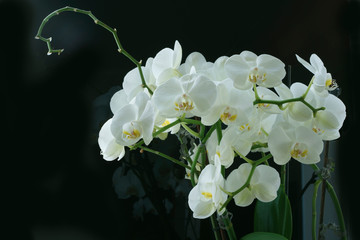 Obraz premium Branch of white orchid flowers on black background