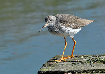 Redshank