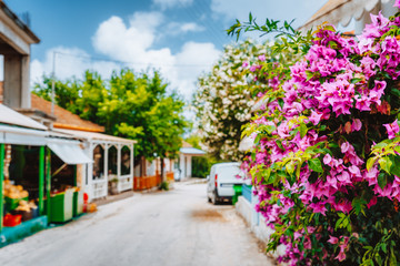 Fototapeta na wymiar Magenta blossom flowers on the walkway in Assos. Traditional greek house on street with a big bougainvillea flowers