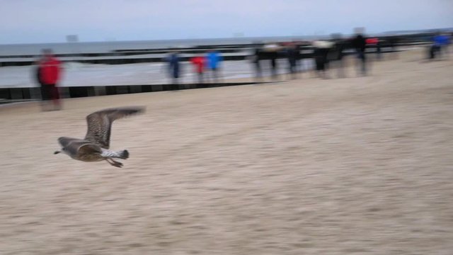 A big seagull takes off from a sandy beach and flies towards the Baltic sea in Kolobrzeg; slow motion tracking shot.