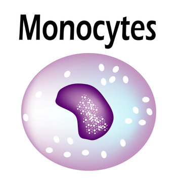 The structure of the monocyte. Monocytes blood cell. White blood cell immunity. Leukocyte. Infographics. Vector illustration on isolated background.