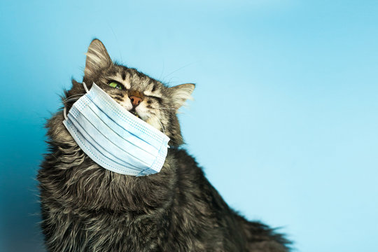 Medical mask for cat virus protected cat at home