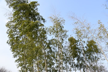 Fototapeta premium 木