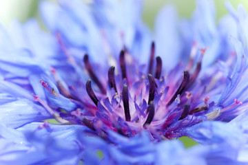 purple flower