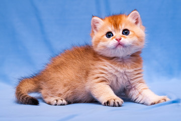 Fototapeta na wymiar Charming red British kitten close up