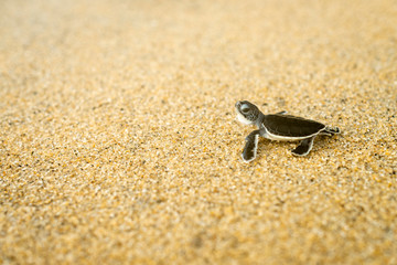 Bébé tortue Caouanne