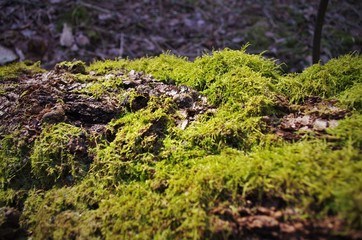 Beautiful green moss grows on an old tree in the forest, close up view, macro. Beautiful background of moss for wallpaper.