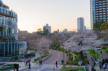 東京都港区六本木の東京ミッドタウンから見た夕方の桜並木道