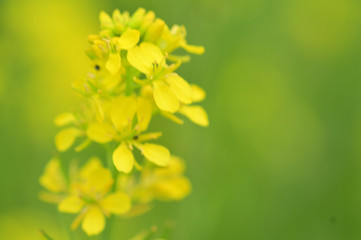 I am tired of the cold weather. I really wish it was Spring