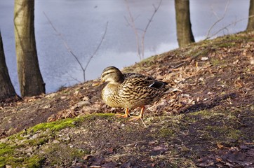 Wild duck near the river. Spring sun.