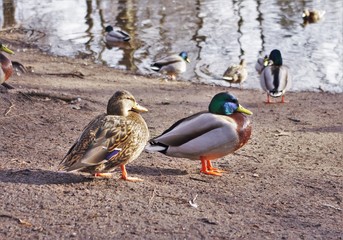 Ducks walking near by the water. Spring background.