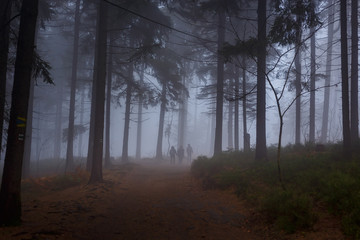 a group of three walking on a path in a forest covered in atmospheric mist or fog during late evening with scary atmosphere