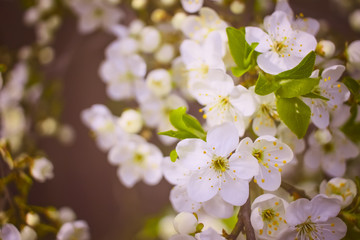 cherry blossom branch close-up. spring background with cherry blossoms.