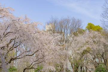 東京都文京区駒込の日本庭園の満開のしだれ桜と青空