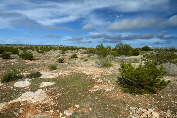 Pine trees (Pinus pinea) on the La Mola plateau (Formentera) - Mittelmeer-Kiefern auf der...