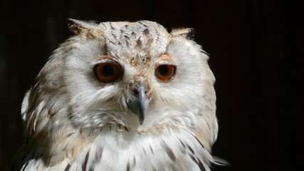 portrait of an owl