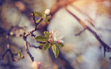 Apple-tree flowers in the spring