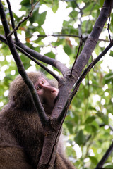 Macaque dans un arbre