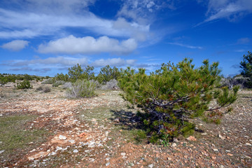 Pine trees (Pinus pinea) on the La Mola plateau (Formentera) - Mittelmeer-Kiefern auf der...