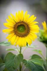 Obraz premium Close up of sunflower, Sunflower flower of summer in field, sunflower natrue background